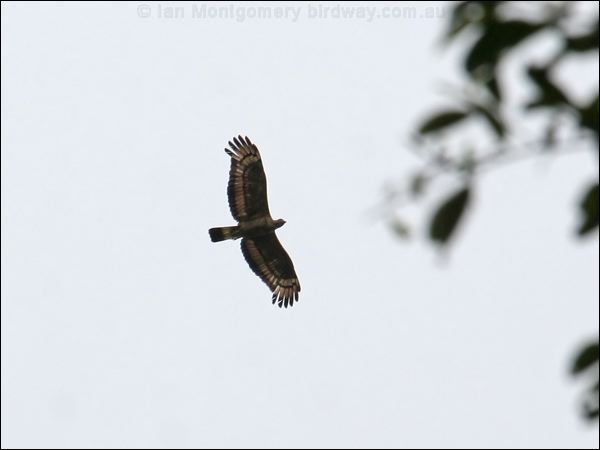 Crested (Oriental) Honey Buzzard orienthoneybuzzard_50956.jpg
