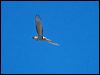 pacific_baza_106406