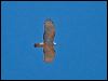 pacific_baza_106408