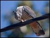 pacific_baza_130254