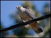 pacific_baza_130256