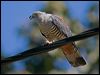 pacific_baza_130261