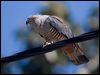 pacific_baza_130268