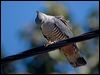 pacific_baza_130270