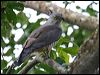 pacific_baza_34497