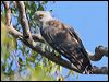 pacific_baza_42555