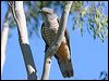 Click here to enter gallery and see photos of Pacific Baza