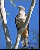pacific_baza_42573