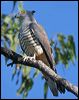 pacific_baza_42594