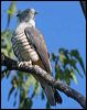 pacific_baza_42604