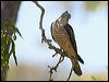pacific_baza_61372