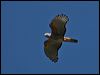pacific_baza_81448