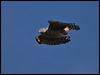 pacific_baza_81451