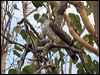 pacific_baza_94338