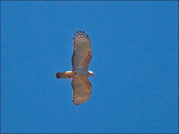Pacific Baza pacific_baza_106408.psd