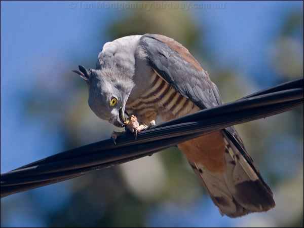 Pacific Baza pacific_baza_130254.psd