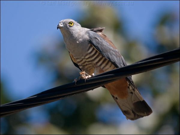Pacific Baza pacific_baza_130256.psd