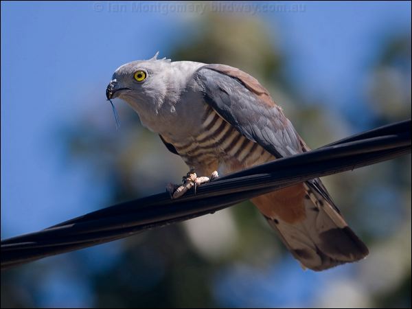 Pacific Baza pacific_baza_130268.psd