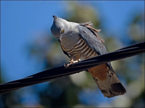 Pacific Baza pacific_baza_130270.psd