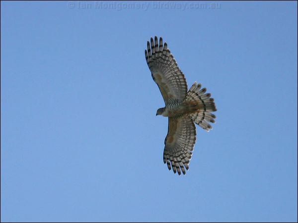 Pacific Baza pacific_baza_16014.jpg