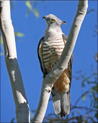 Pacific Baza pacific_baza_42573.jpg