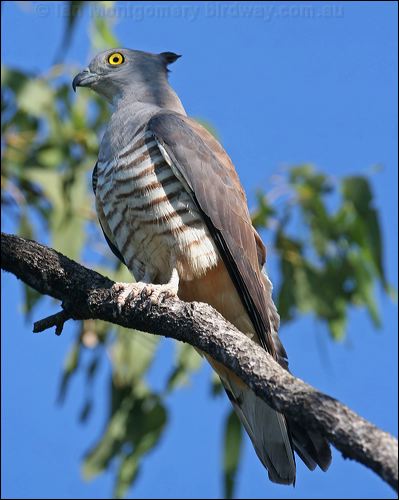 Pacific Baza pacific_baza_42594.jpg