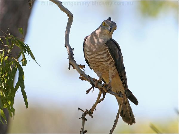 Pacific Baza pacific_baza_61372.jpg