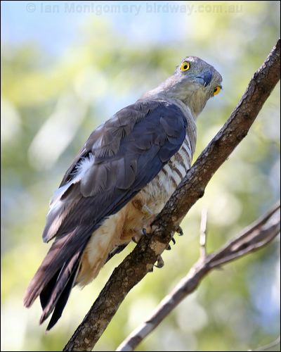 Pacific Baza pacific_baza_61414.jpg
