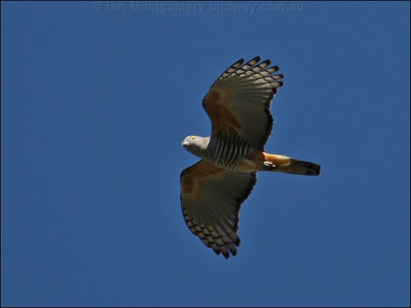 Pacific Baza pacific_baza_81448.jpg