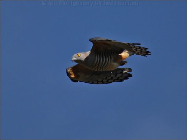 Pacific Baza pacific_baza_81451.jpg