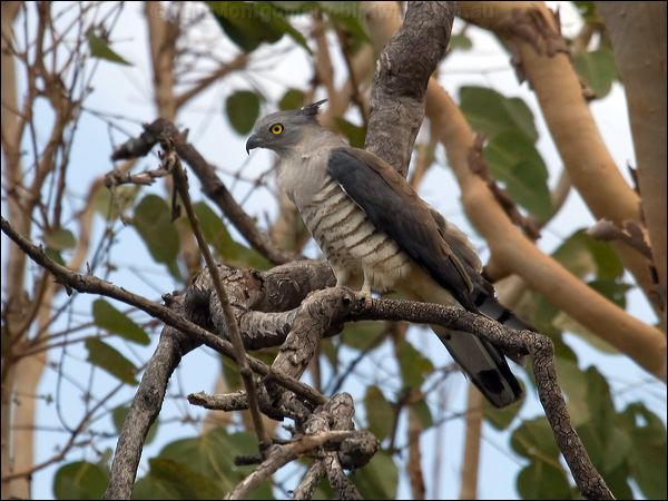 Pacific Baza pacific_baza_94338.psd