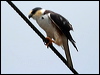 pearl_kite_24167