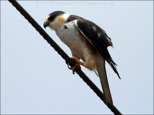 Pearl Kite pearl_kite_24167.jpg