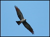 plumbeous_kite_26690