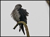 plumbeous_kite_27446