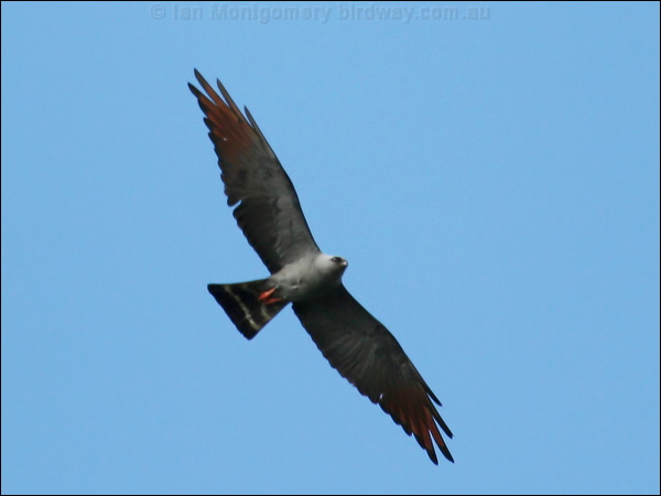 Plumbeous Kite plumbeous_kite_26690.jpg