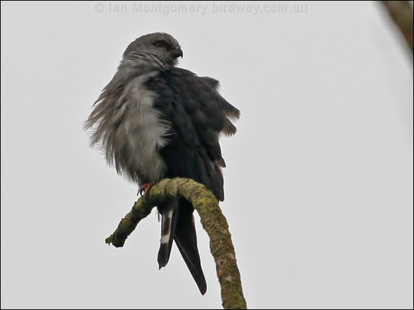 Plumbeous Kite plumbeous_kite_27446.jpg