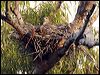 red_goshawk_80305