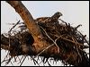 red_goshawk_80311