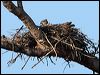 red_goshawk_81621