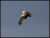 red_kite_162264