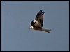 red_kite_162265