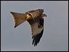 red_kite_162268