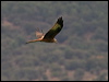 red_kite_162423