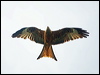 red_kite_169562
