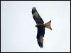 red_kite_169576