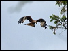 red_kite_170232