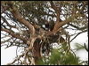 red_kite_170236