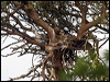 red_kite_170238