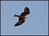 red_kite_54192